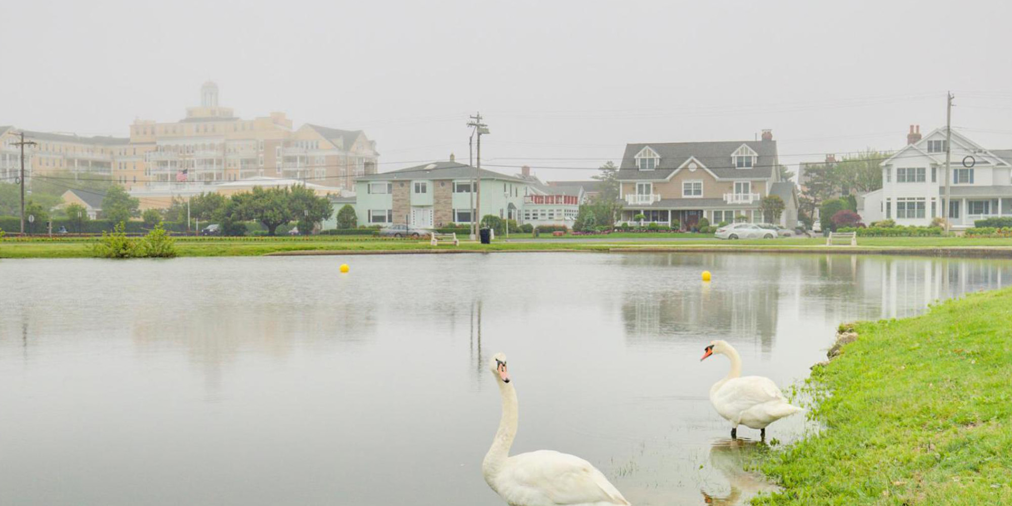 Spring Lake with swans